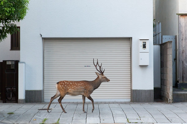 Deers & Doors